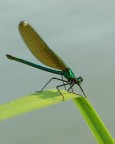 Calopterix splendens