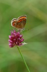 Buongiorno amici, ultimamente ho visto licenidi un po' sbiadite nei colori, vi propongo questa mia- Nikon d50 con Sigma 150mm apo macro, 1/90 sec. f/8 a mano libera. Commenti e critiche gradite!