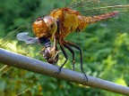Libellulando 2 Libellulando 2