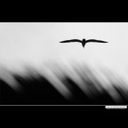 ::: LIBERO DI VOLARE ::: ::: LIBERO DI VOLARE :::