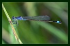 Damigella Damigella