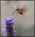 Macroglossum Stellatarum Macroglossum Stellatarum