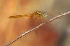 libellula dorata libellula dorata