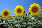 3-girasoli 3-girasoli