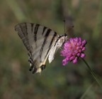 ---Farfalla --- ---Farfalla ---