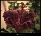 Mélancolie Mélancolie