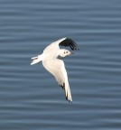 gabbiano 5 gabbiano 5