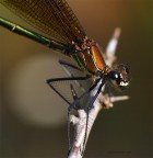 Un primo piano. Un primo piano.