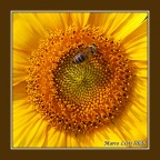 Sunflower's lover Sunflower's lover