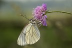 Pieride del biancospino Pieride del biancospino