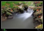Fiumiciattolo.....il ritorno.. Fiumiciattolo.....il ritorno..