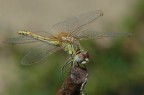 libellula 2 libellula 2