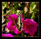 Farfalla (2) Farfalla (2)