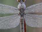 libellula - dettagli di primo mattino libellula - dettagli di primo mattino