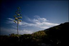 Agave Agave