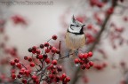 Cincia dal Ciuffo - Parus cristatus Cincia dal Ciuffo - Parus cristatus