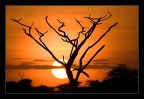 Alba nel Serengeti (Tanzania) Alba nel Serengeti (Tanzania)