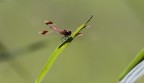Libellula Rossa Libellula Rossa