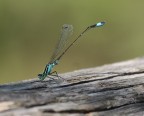 Libellula Azzurra Libellula Azzurra