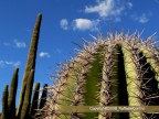 kaktus kaktus