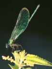 la libellula dei fossi la libellula dei fossi
