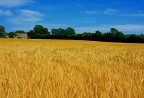 IL CAMPO DI GRANO IL CAMPO DI GRANO