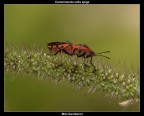 Pyrrhocoris Apterus Pyrrhocoris Apterus