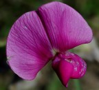 Il gigante sperduto Il gigante sperduto