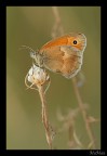 Coenonympha pamphilus Coenonympha pamphilus