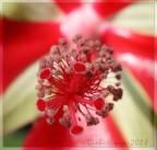 cuore di... fiore cuore di... fiore