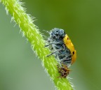 Non coccinella