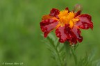 Fiore di Tagetta Fiore di Tagetta