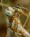 Libellula - dettagli Libellula - dettagli