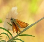 farfallina farfallina