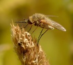 Spadaccino Spadaccino