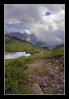Fiori di un lago di montagna Fiori di un lago di montagna