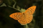 Argynnis paphia (sopra) Argynnis paphia (sopra)