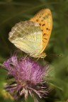 Argynnis paphia (laterale) Argynnis paphia (laterale)