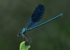Calopteryx splendens Calopteryx splendens