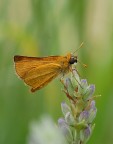 Ochlodes venatus Ochlodes venatus
