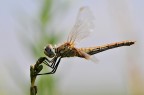 libellula libellula