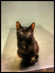 Ombra... Ombra...