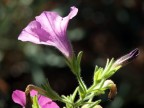 Fiore macro Fiore macro