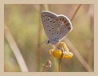 Polyommatus icarus (femmina) Polyommatus icarus (femmina)