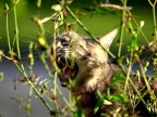 gattone pericolosissimo gattone pericolosissimo