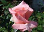 la mia rosa la mia rosa