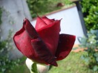 rosa rosa