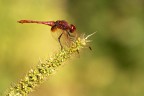 Sympetrum pedemontanum Sympetrum pedemontanum