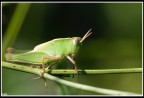 Arrabbiato Arrabbiato