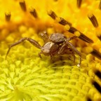 Ragno granchio Ragno granchio